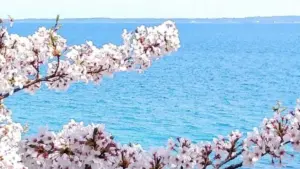 能登の桜